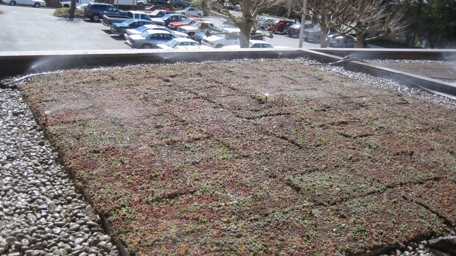 Green Roof Section